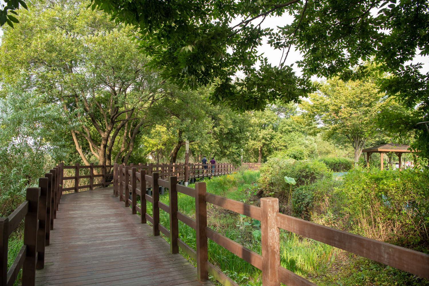 신정호수변길 사진 4