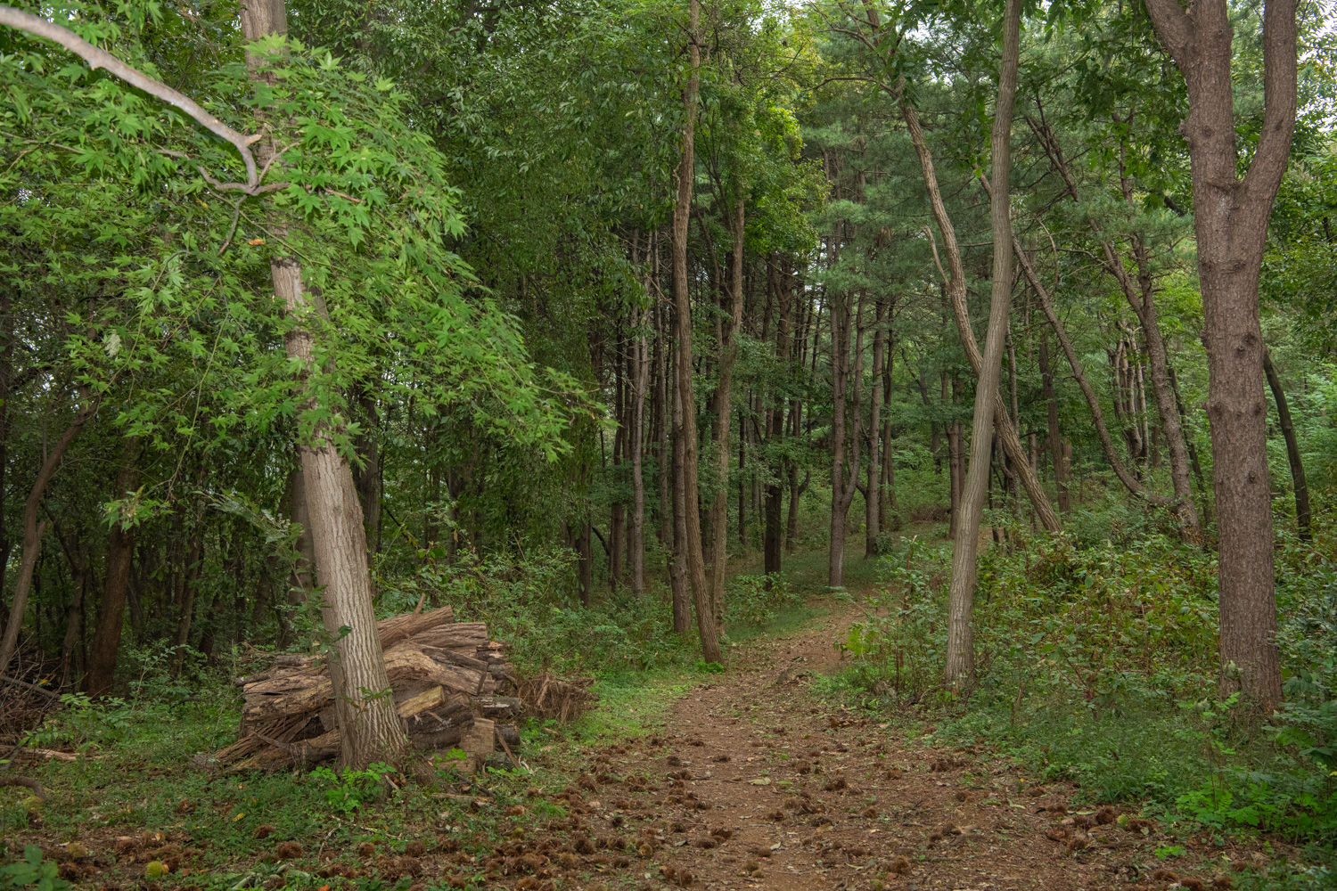 물한·꾀꼴산성길 사진 4